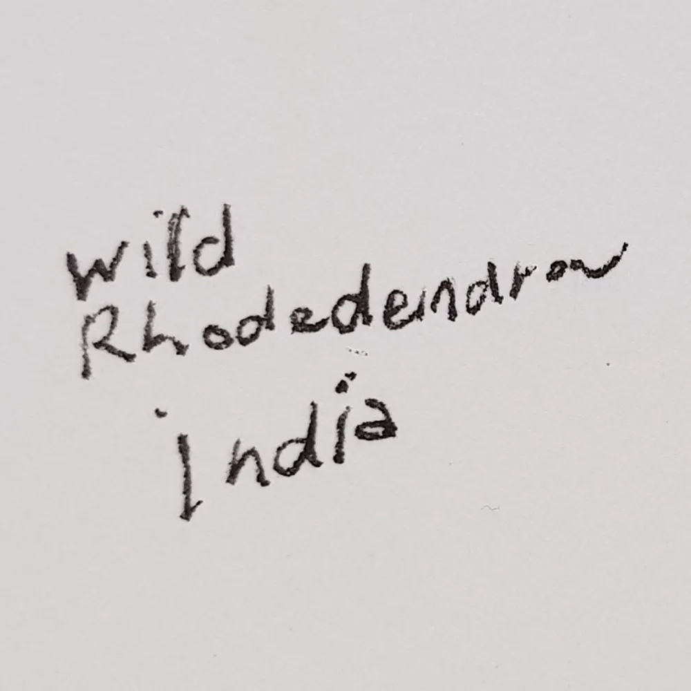 ORIGINAL WATERCOLOUR OF RHODODENDRON, INDIA - ANDREW LOGAN 2007