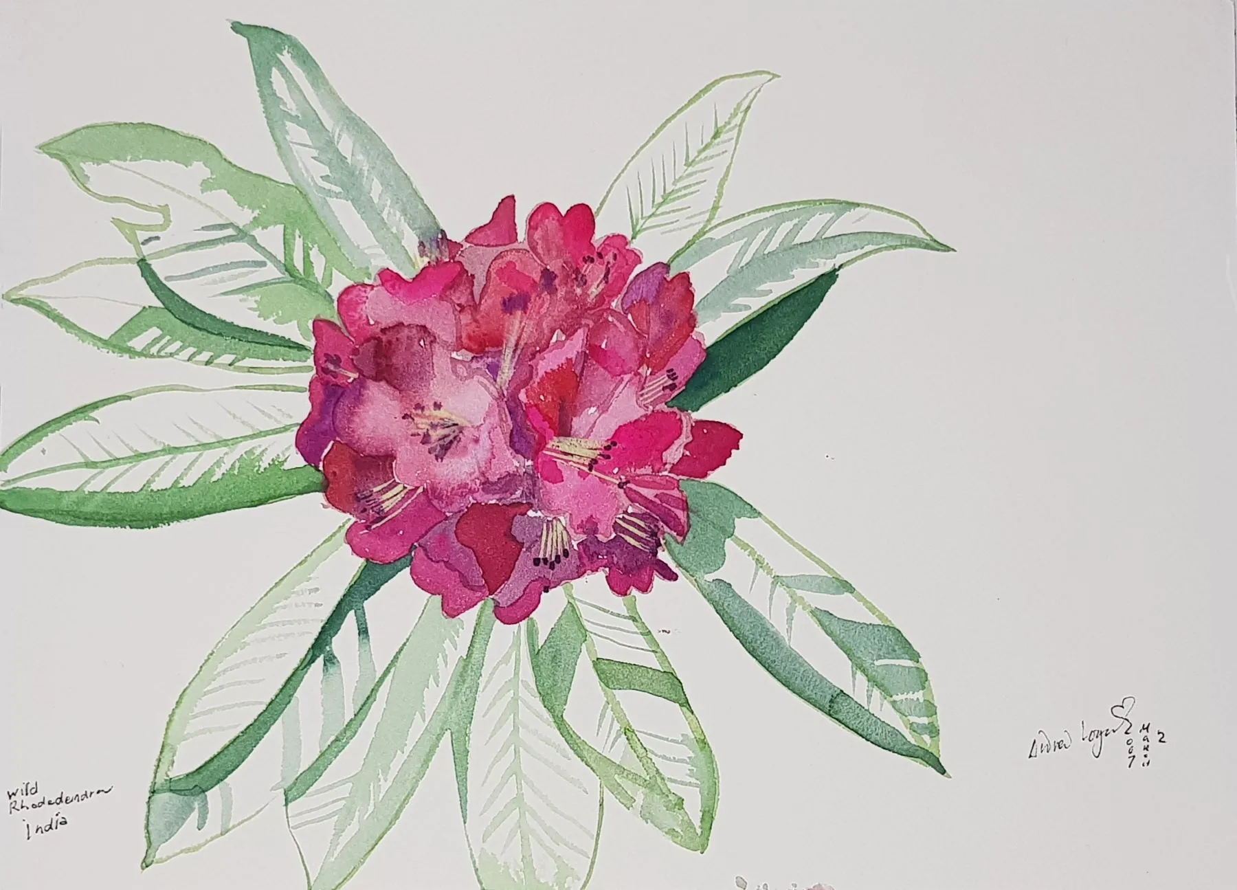 ORIGINAL WATERCOLOUR OF RHODODENDRON, INDIA - ANDREW LOGAN 2007